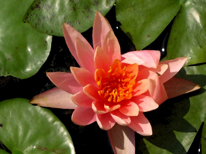 Photo - Water Lily - IMG_6263